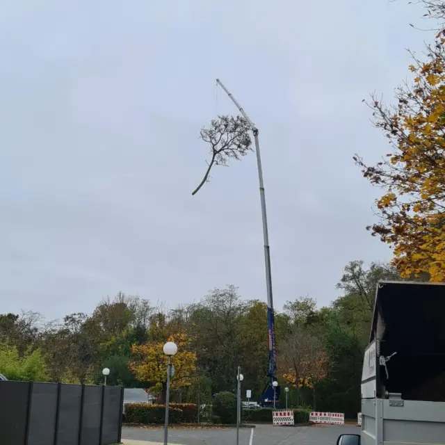 Spezialfällung mit Hebetechnik